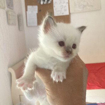 chaton Ragdoll ATCHOUM Chatterie du Bois de Larry chaton Ragdoll ATCHOUM Chatterie du Bois de Larry