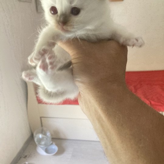 chaton Ragdoll ARLEQUIN Chatterie du Bois de Larry