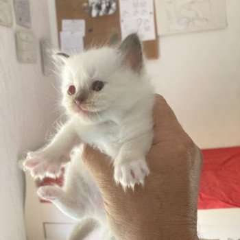 chaton Ragdoll Athéna Chatterie du Bois de Larry chaton Ragdoll Athéna Chatterie du Bois de Larry