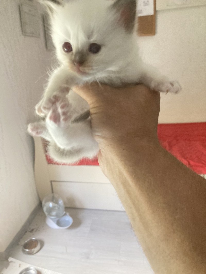 Athéna du Bois de Larry Femelle Ragdoll