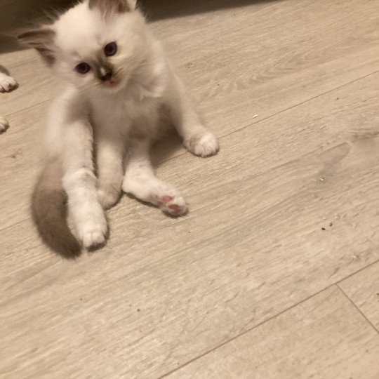chaton Ragdoll lilac point mitted Aubépine Chatterie du Bois de Larry