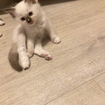 chaton Ragdoll lilac point mitted Aubépine Chatterie du Bois de Larry