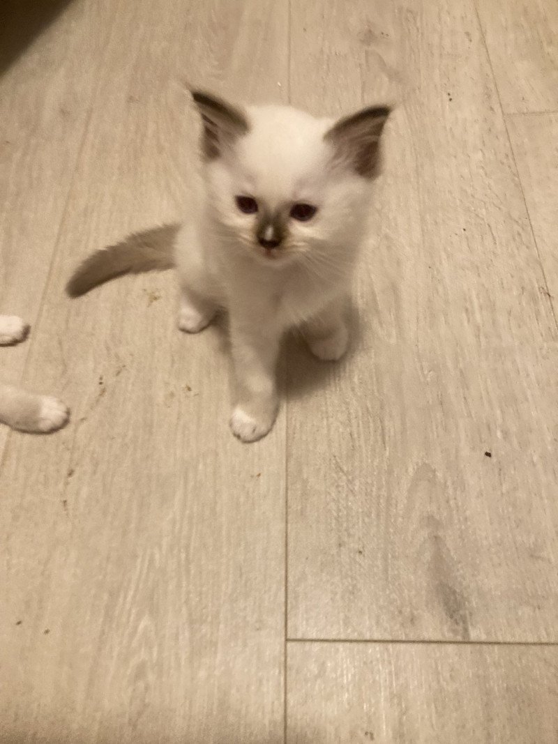 Aubépine du Bois de Larry Femelle Ragdoll