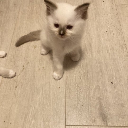 Aubépine du Bois de Larry Femelle Ragdoll
