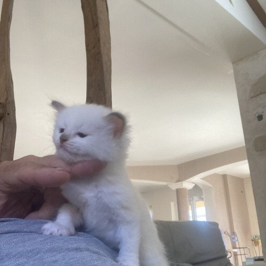 chaton Ragdoll ARIANE Chatterie du Bois de Larry