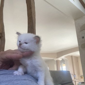 chaton Ragdoll ARIANE Chatterie du Bois de Larry