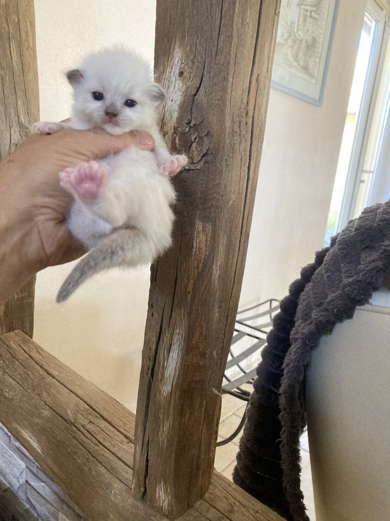 ARIANE du Bois de Larry Femelle Ragdoll