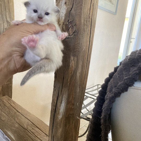 ARIANE du Bois de Larry Femelle Ragdoll
