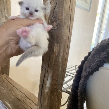 chaton Ragdoll blue point mitted ARIANE Chatterie du Bois de Larry