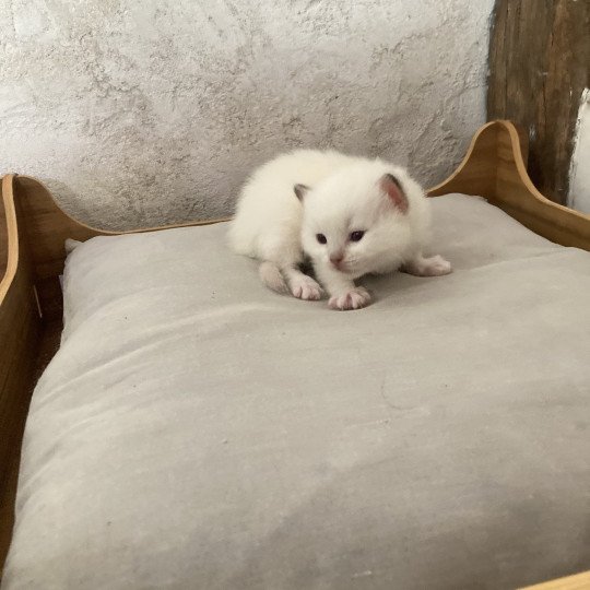 chaton Ragdoll blue point mitted ARIANE Chatterie du Bois de Larry