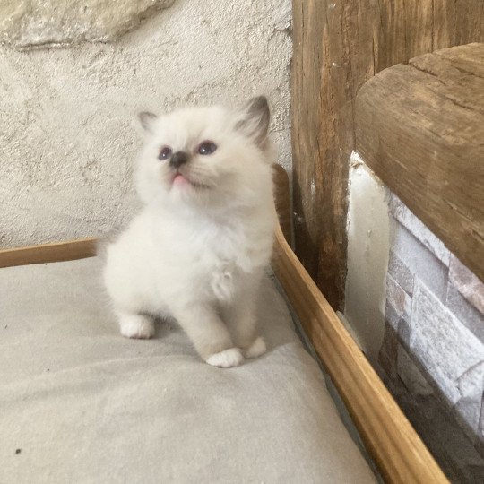 chaton Ragdoll seal point mitted ARIANE Chatterie du Bois de Larry