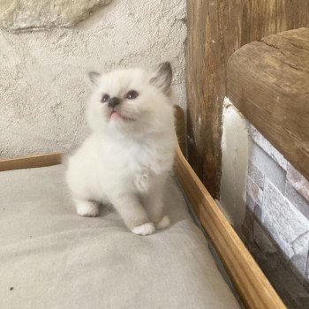 chaton Ragdoll seal point mitted ARIANE Chatterie du Bois de Larry