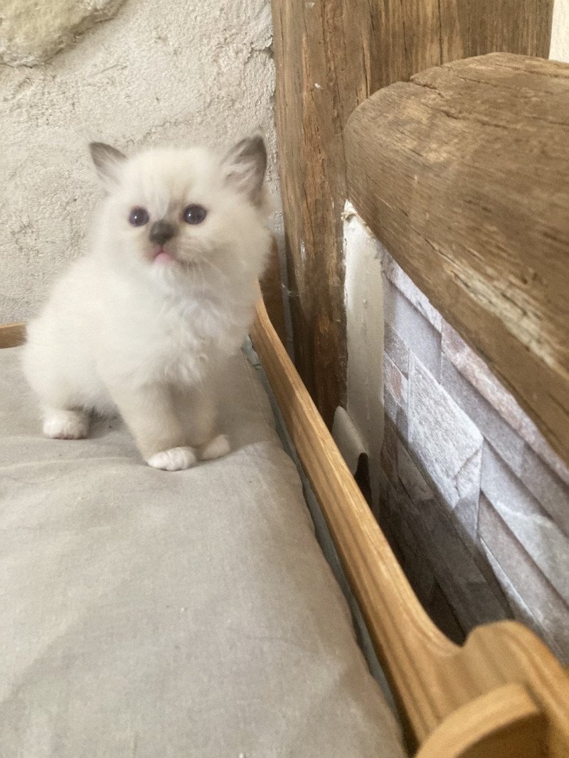 ARIANE du Bois de Larry Femelle Ragdoll