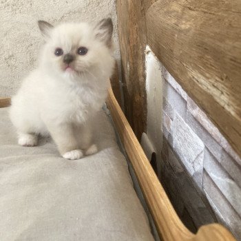 chaton Ragdoll seal point mitted ARIANE Chatterie du Bois de Larry