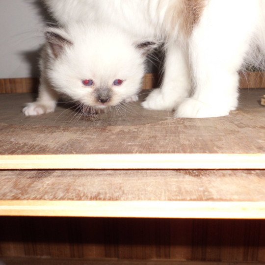 chaton Ragdoll chocolate point mitted athos Chatterie du Bois de Larry