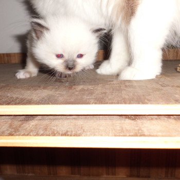 chaton Ragdoll chocolate point mitted athos Chatterie du Bois de Larry chaton Ragdoll chocolate point mitted athos Chatterie du Bois de Larry