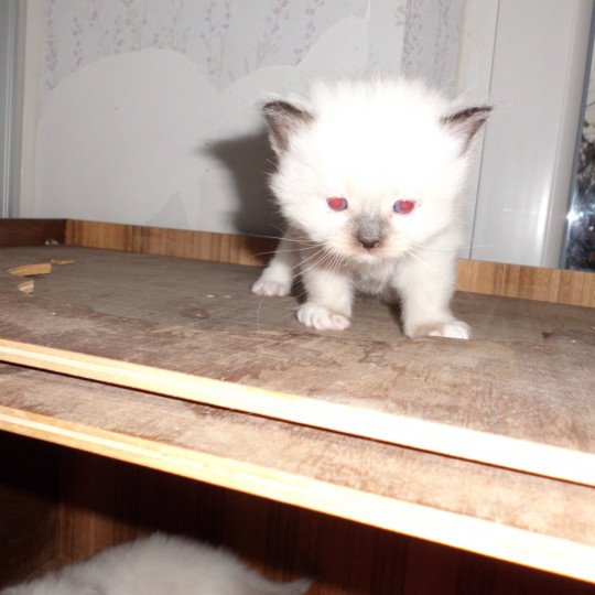 chaton Ragdoll chocolate point mitted athos Chatterie du Bois de Larry