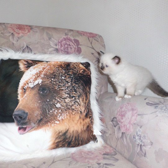 chaton Ragdoll chocolate point mitted Anakin Chatterie du Bois de Larry
