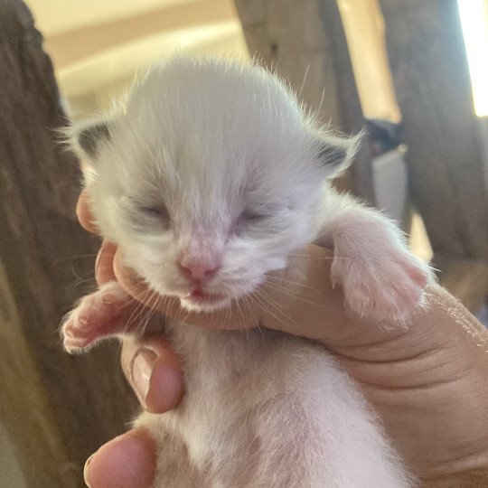Apollon du Bois de Larry Mâle Ragdoll