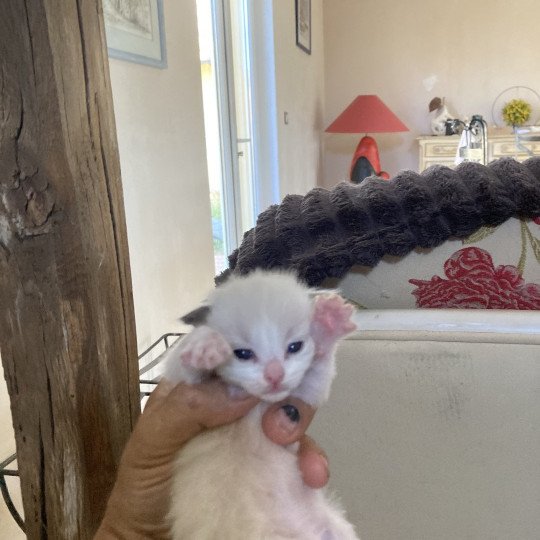chaton Ragdoll point Apollon Chatterie du Bois de Larry