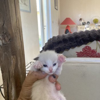 chaton Ragdoll point Apollon Chatterie du Bois de Larry
