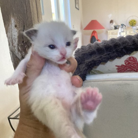 chaton Ragdoll point Apollon Chatterie du Bois de Larry