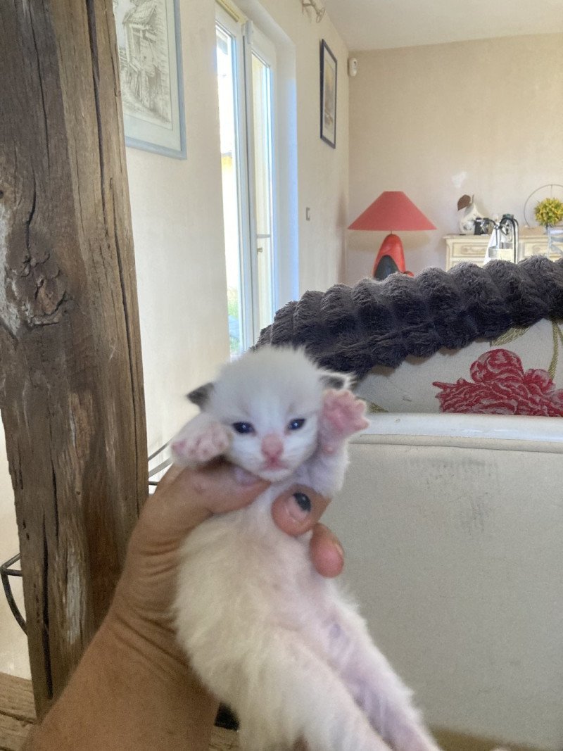Arielle du Bois de Larry Femelle Ragdoll