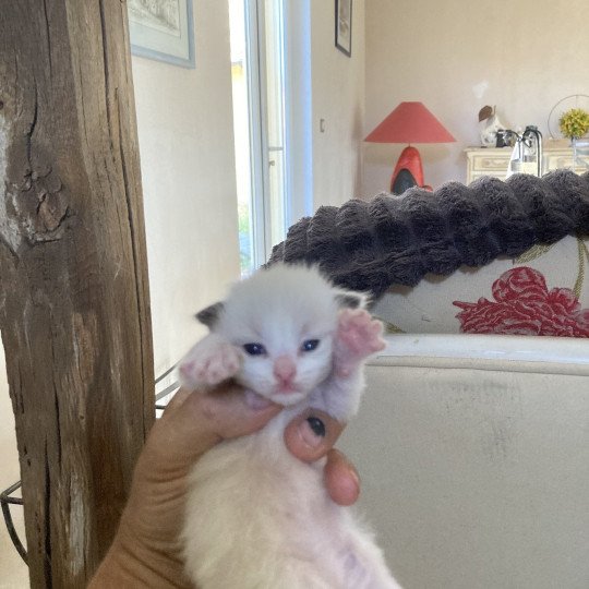 chaton Ragdoll point Arielle Chatterie du Bois de Larry