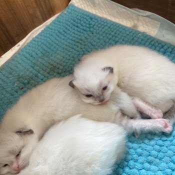 chaton Ragdoll blue mitted ATOMIC Chatterie du Bois de Larry