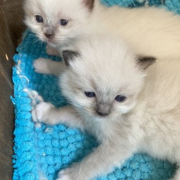 chaton Ragdoll blue point mitted ATOMIC Chatterie du Bois de Larry