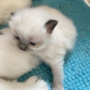 chaton Ragdoll blue point mitted ATOMIC Chatterie du Bois de Larry