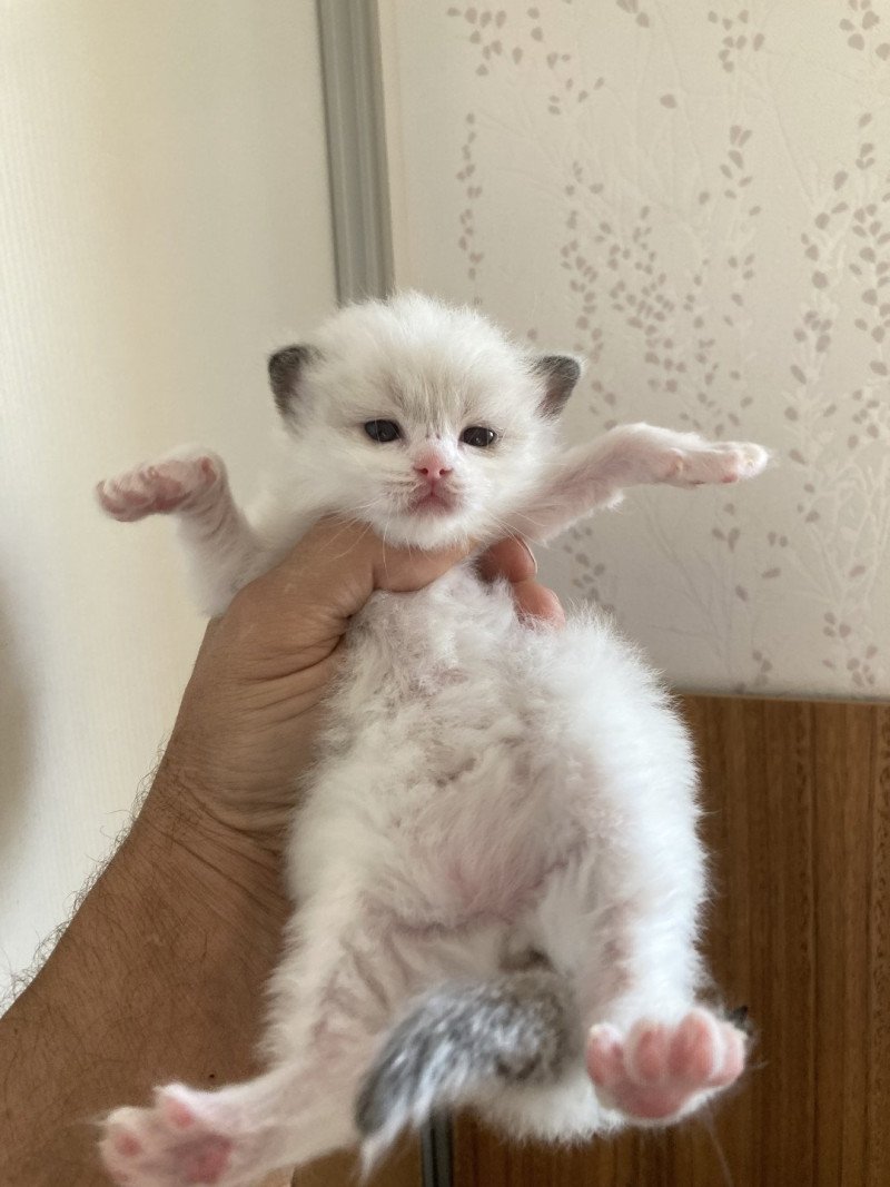 AURORE du Bois de Larry Femelle Ragdoll