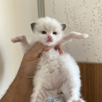 chaton Ragdoll blue bicolor AURORE Chatterie du Bois de Larry