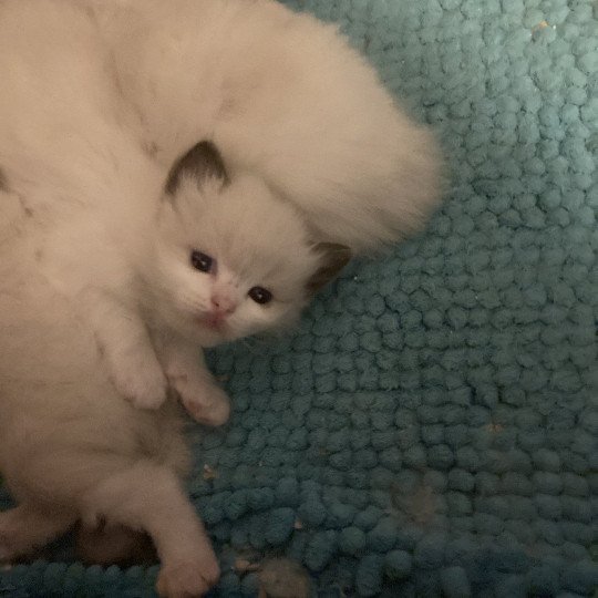 chaton Ragdoll blue bicolor AURORE Chatterie du Bois de Larry