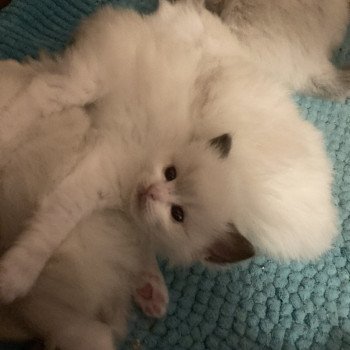 chaton Ragdoll blue bicolor AURORE Chatterie du Bois de Larry