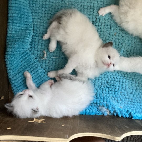 chaton Ragdoll blue bicolor AURORE Chatterie du Bois de Larry
