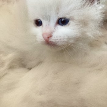 chaton Ragdoll blue bicolor AURORE Chatterie du Bois de Larry