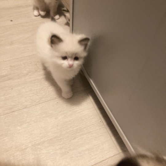 chaton Ragdoll blue bicolor AURORE Chatterie du Bois de Larry