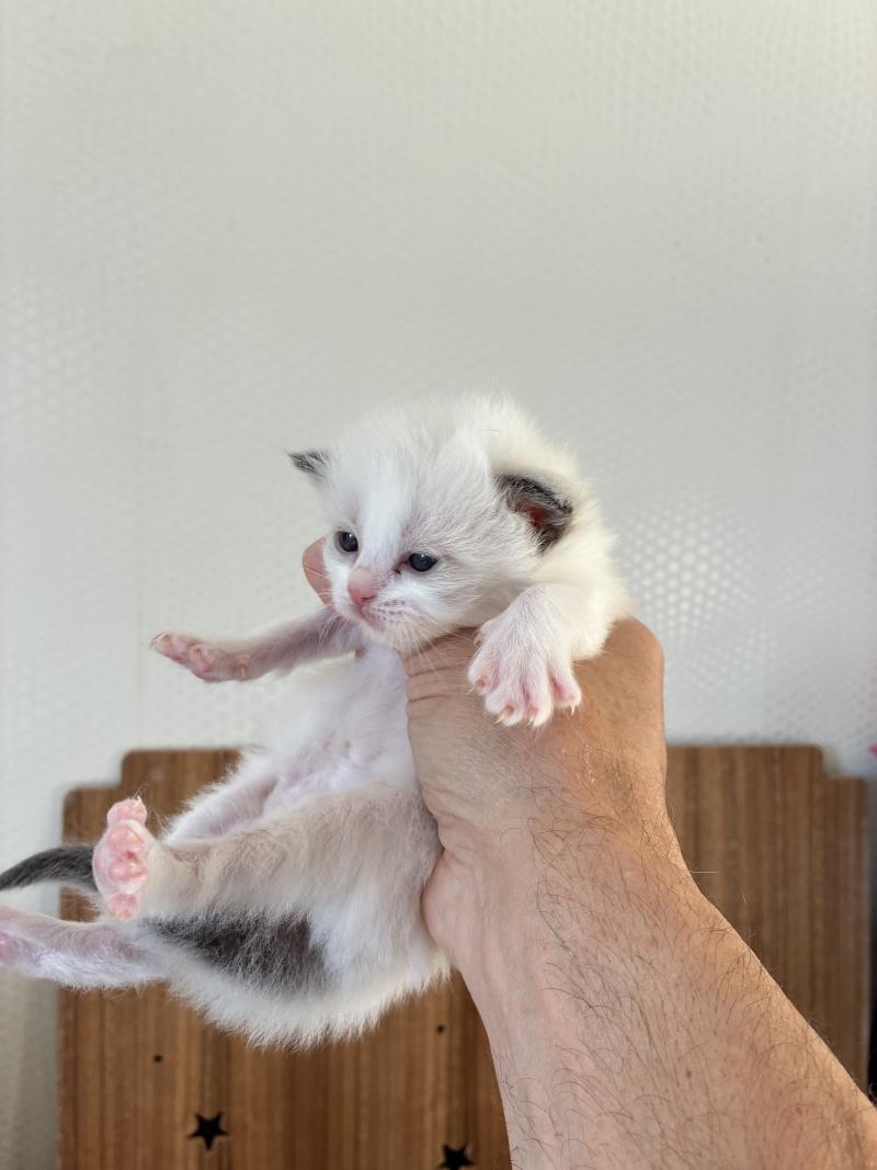 BRINDILLE du Bois de Larry Femelle Ragdoll