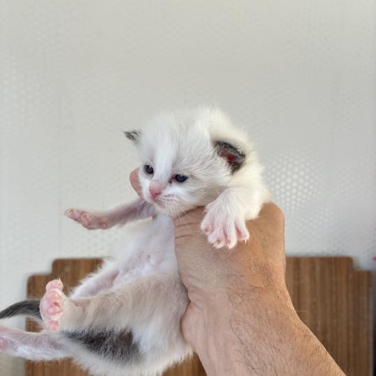 BRINDILLE du Bois de Larry Femelle Ragdoll