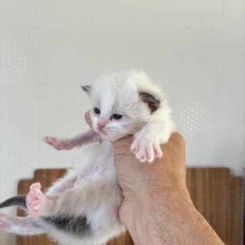 BRINDILLE du Bois de Larry Femelle Ragdoll