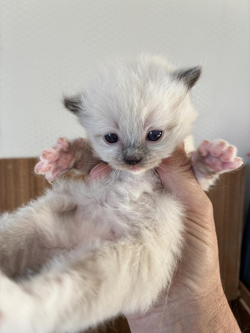 BACCHUS du Bois de Larry Mâle Ragdoll
