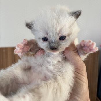 BACCHUS du Bois de Larry Mâle Ragdoll