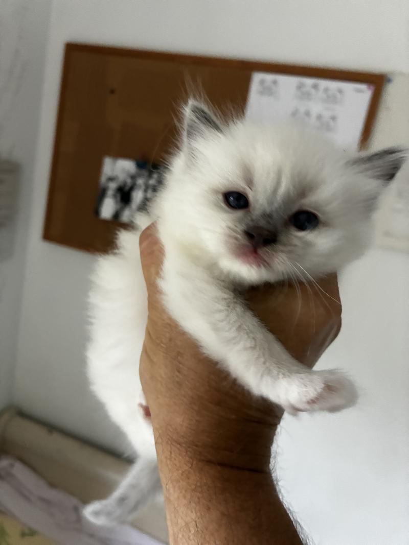 BLUDDY du Bois de Larry Mâle Ragdoll