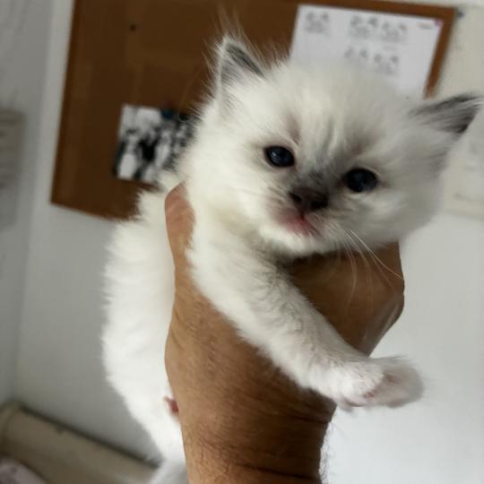 BLUDDY du Bois de Larry Mâle Ragdoll