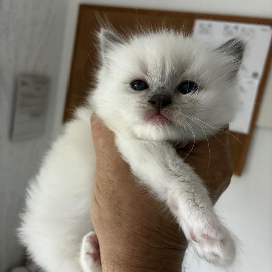 chaton Ragdoll BENNY Chatterie du Bois de Larry