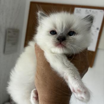 chaton Ragdoll BENNY Chatterie du Bois de Larry