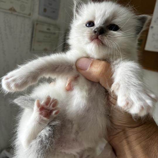 BIBY du Bois de Larry Mâle Ragdoll