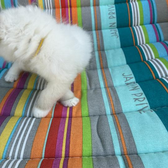 chaton Ragdoll blue point BIBY Chatterie du Bois de Larry