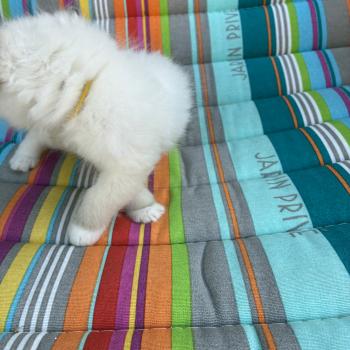 chaton Ragdoll blue point BIBY Chatterie du Bois de Larry
